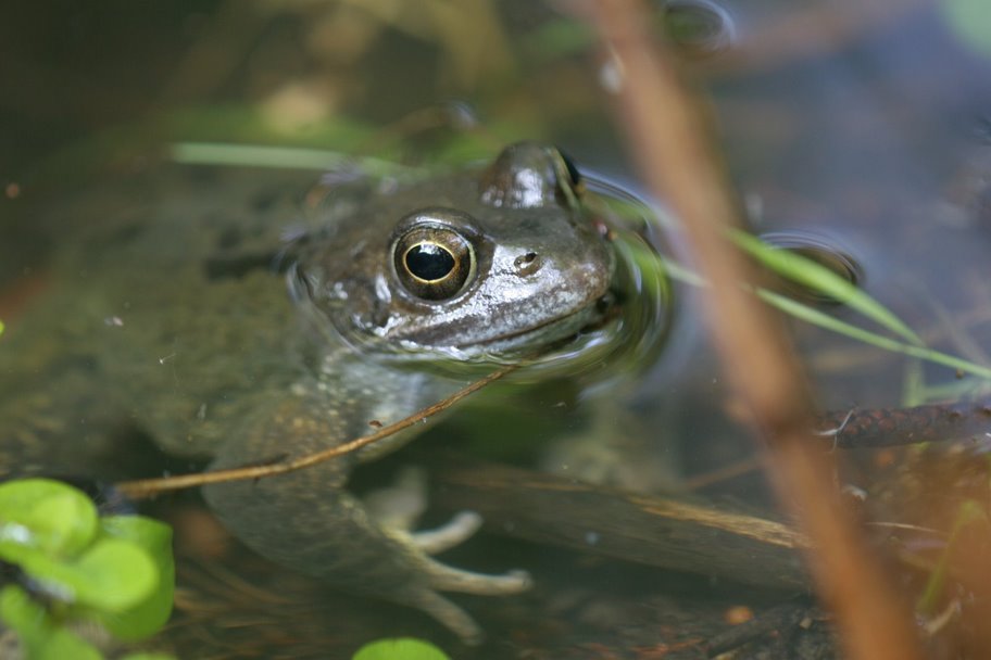 At some sites - Adders are known to favour common frogs as prey.